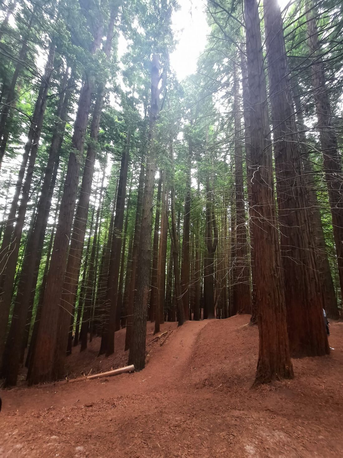 Sequoyas en Cantábria