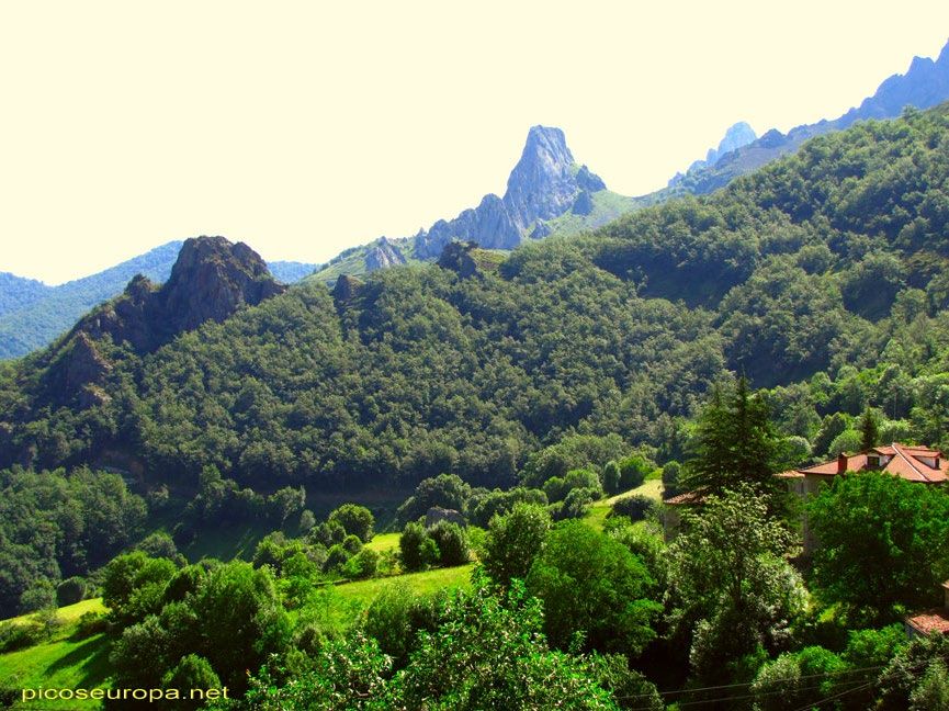 Bosques de Liébana